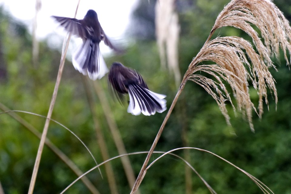 Takeoff Composite Of A Fantail Launch
