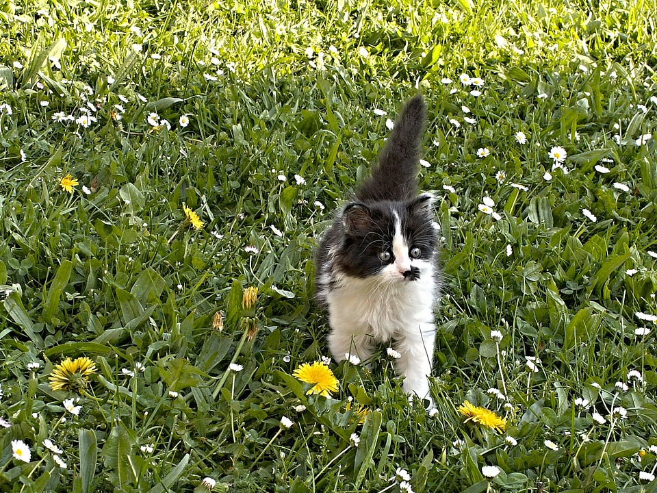 Mammal animal lawn