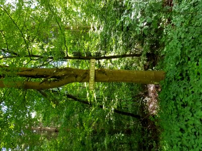 Plant Green Tree Terrestrial Plant