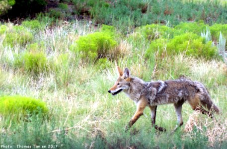 Coyote - New Mexico photo