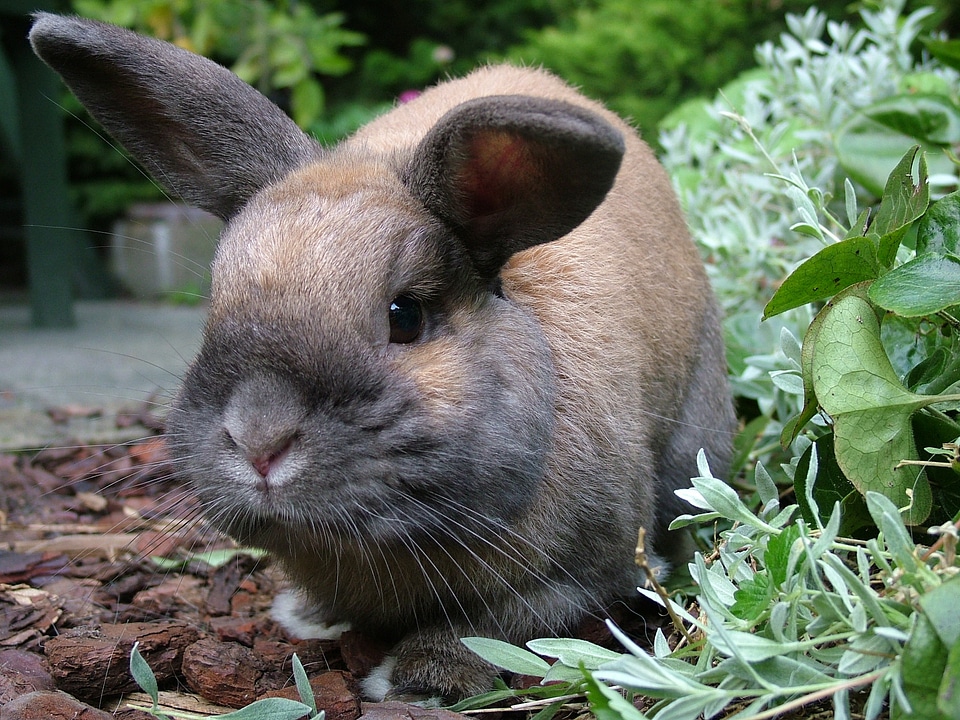 Rabbit animal brown