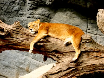 Lioness Lying On Brown Tree Trunk photo