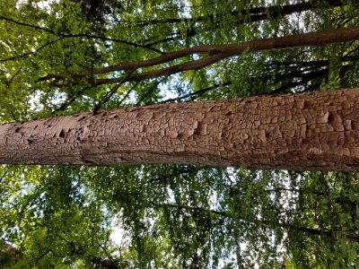 Plant Tree Natural Landscape Wood