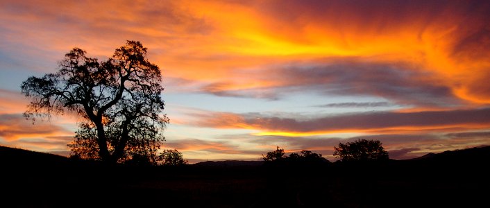 Silhouette Of A Tree At Golden Hour photo