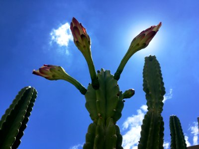 Cactus Hydra