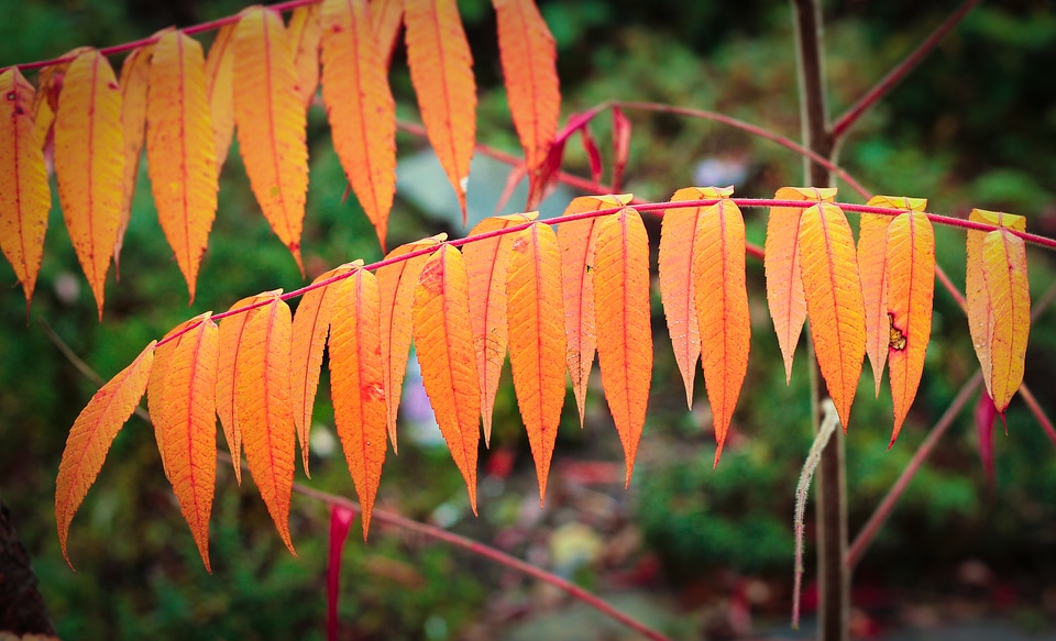 Autumn fall foliage orange
