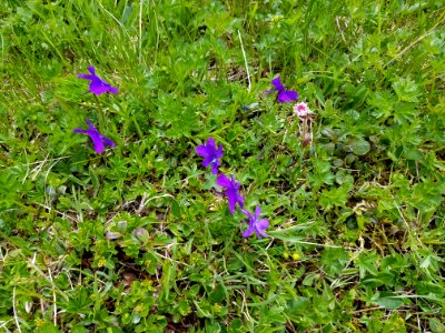 Purple Flowers In The Swiss Alps