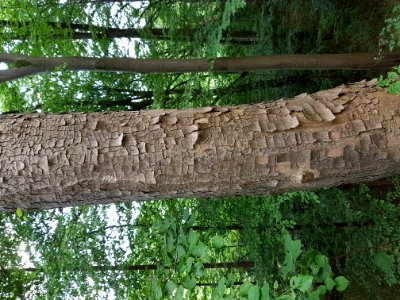 Plant Tree Natural Landscape Terrestrial Plant