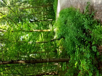 Plant Ecoregion Tree Natural Landscape