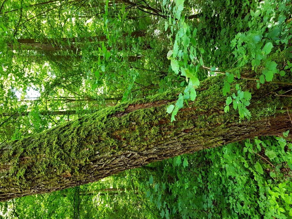 Plant Tree Natural Landscape Terrestrial Plant
