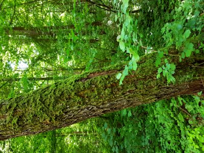 Plant Tree Natural Landscape Terrestrial Plant