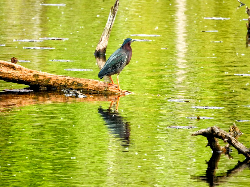 Oiseau (Hron Vert) 1104