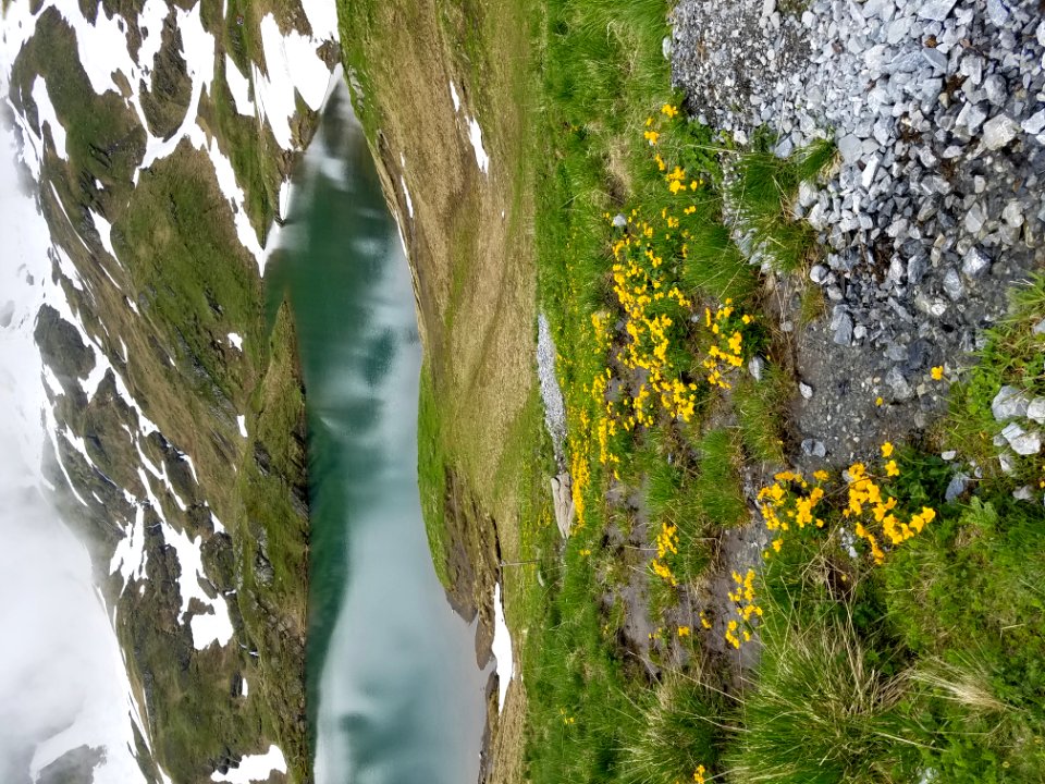 Yellow Flowers In Front Of Lake In The Swiss Alps