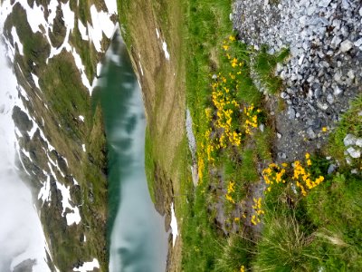 Yellow Flowers In Front Of Lake In The Swiss Alps