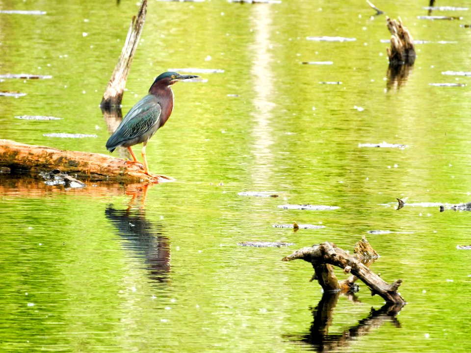 Oiseau (Hron Vert) 1103
