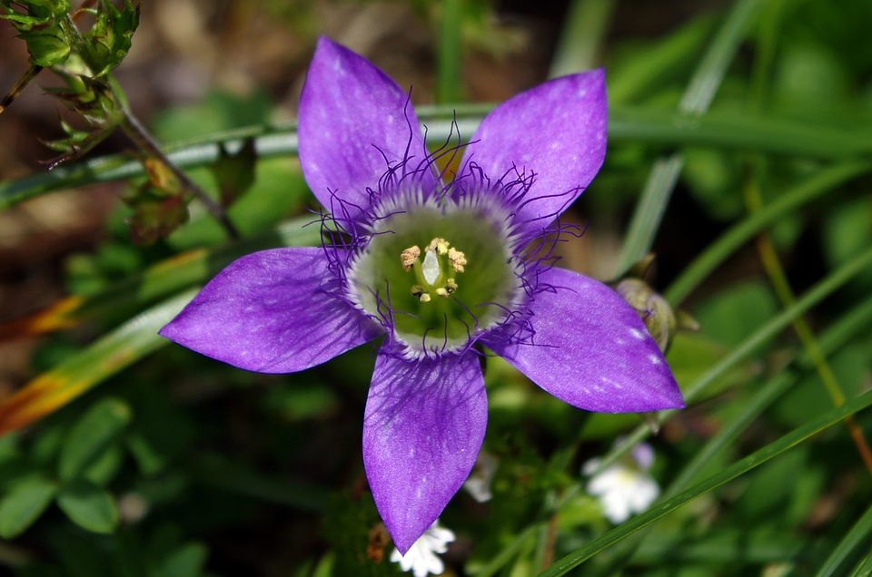 Gentianella flower purple
