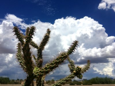 2017365215 Cactus Takes On The World