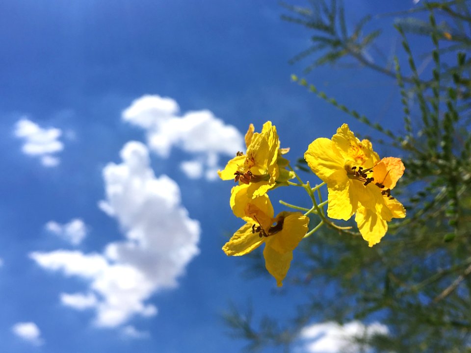 Palo Verde Flowering