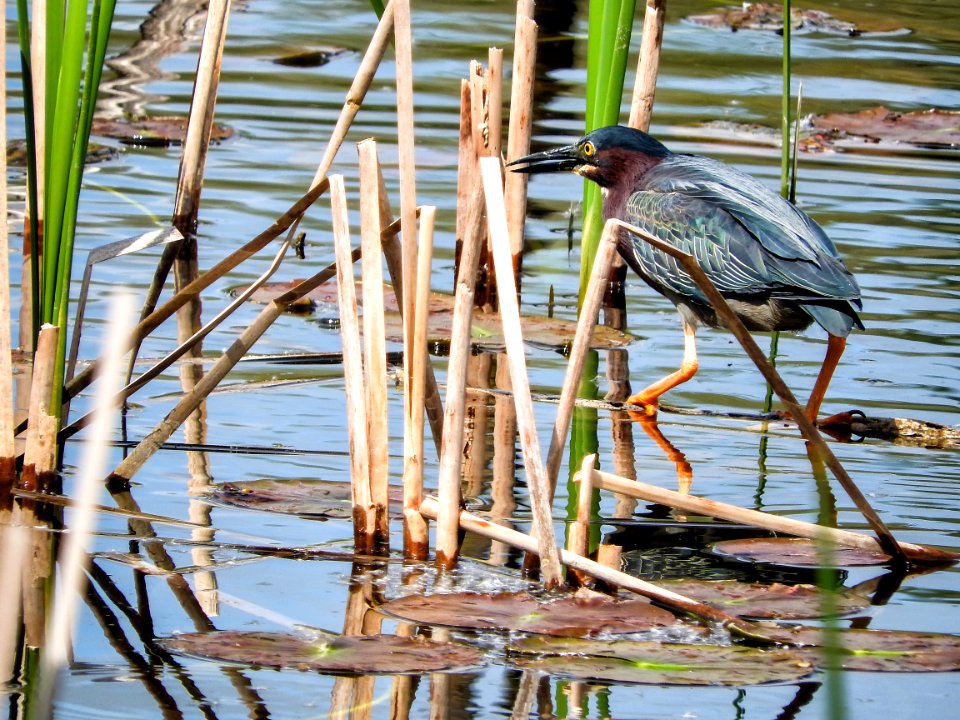 Oiseau (Hron Vert) 1114 photo