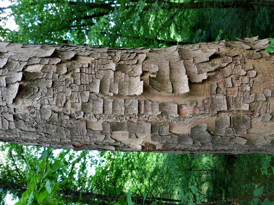 Plant Tree Wood Terrestrial Plant