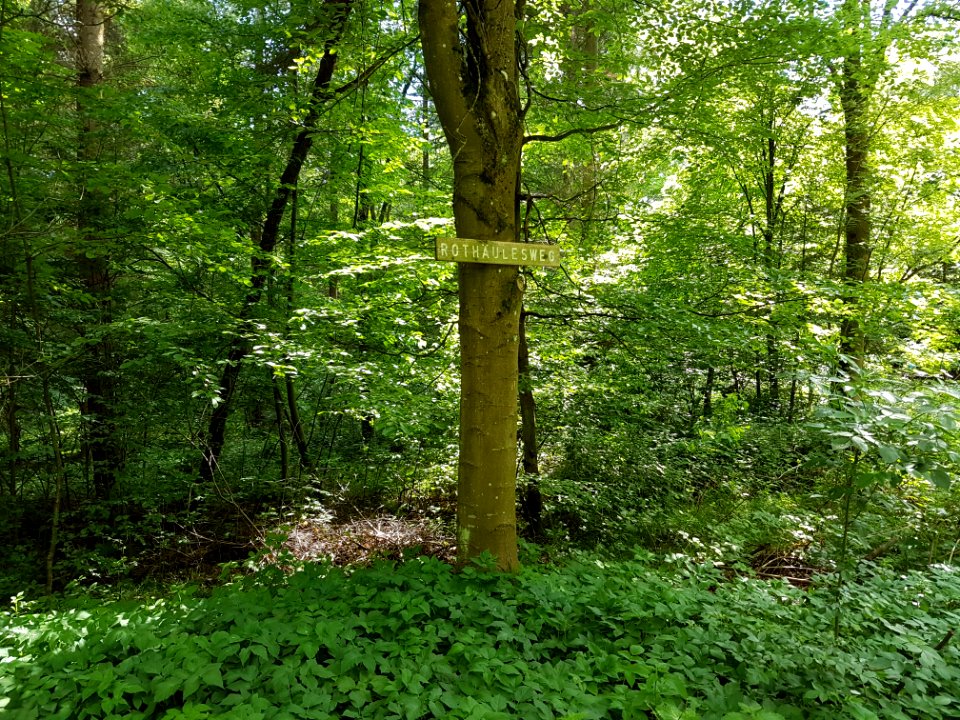 Plant Plant Community Tree Natural Landscape