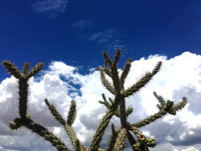 Cholla And Sky