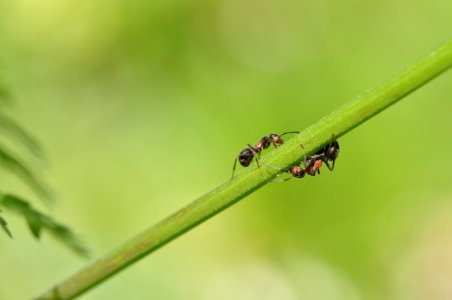 Insect Macro