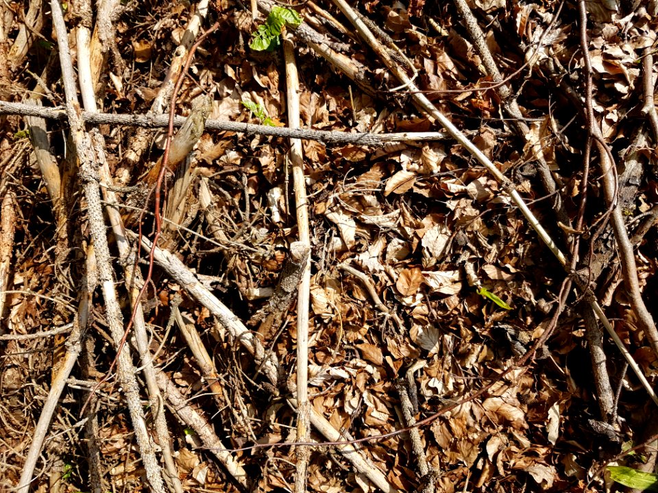 Twig Wood Terrestrial Plant Grass