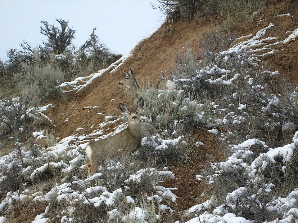 Snow wildlife animal