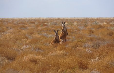 Two Kangaroos