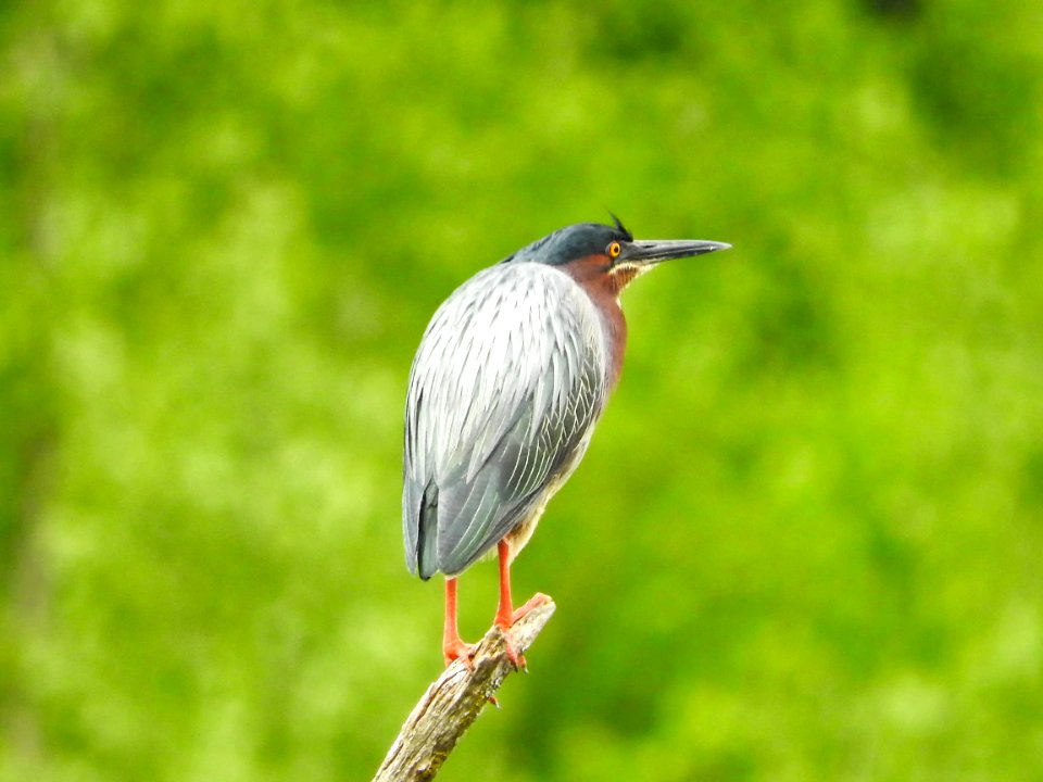 Oiseau (Hron Vert) 1131