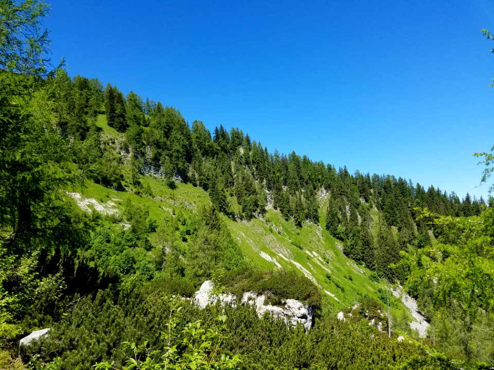Bavarian Mountainside Forest