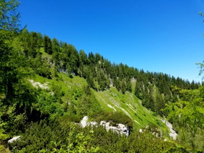 Bavarian Mountainside Forest