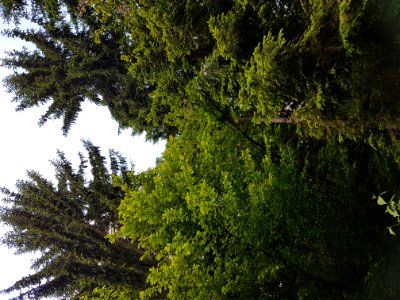 Sky Plant Community Natural Landscape Larch