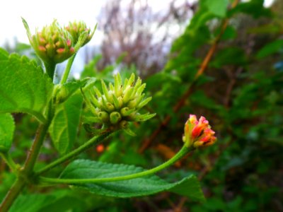Lantana Flowers