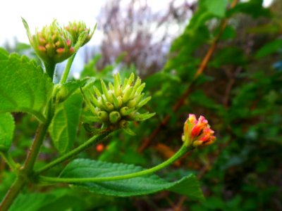 Lantana Flowers photo