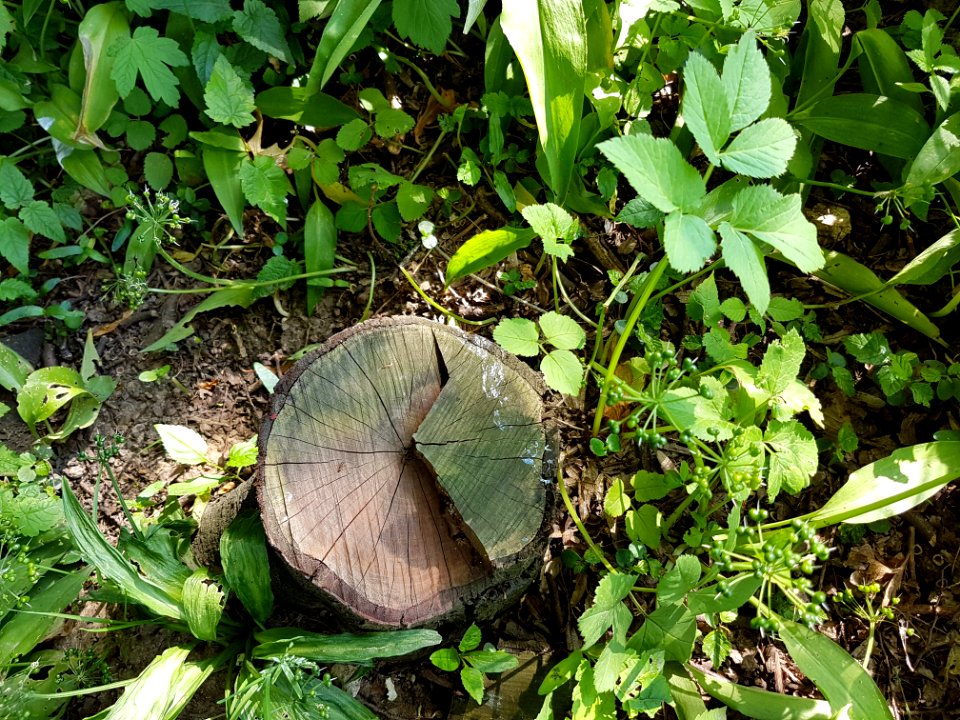Plant Leaf Botany Terrestrial Plant