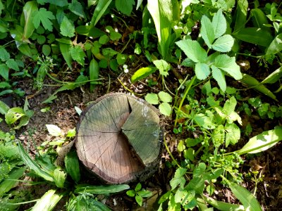 Plant Leaf Botany Terrestrial Plant