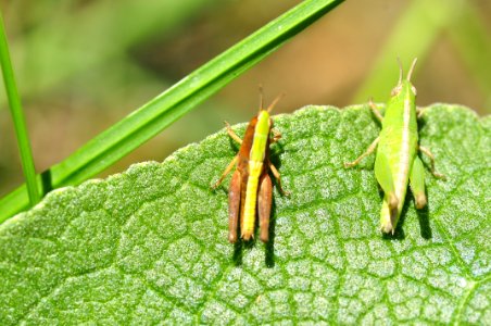 Saltamontes
