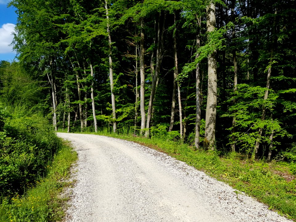Plant Road Surface Tree Wood
