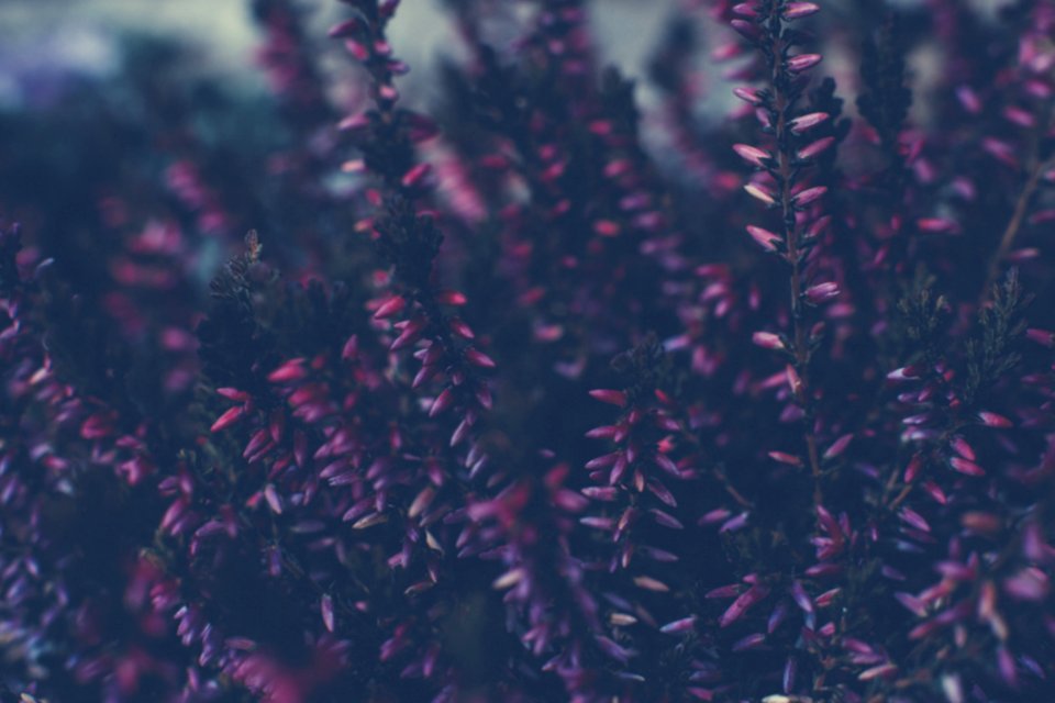 Colourful Swirley Bokeh Flowers