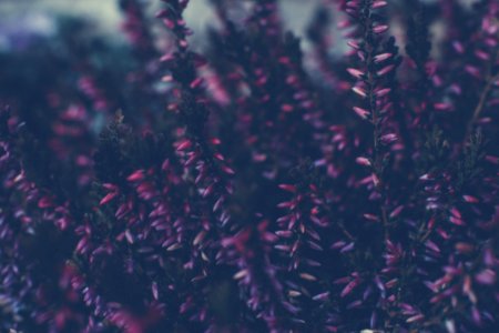 Colourful Swirley Bokeh Flowers