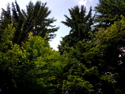 Cloud Sky Natural Landscape Larch