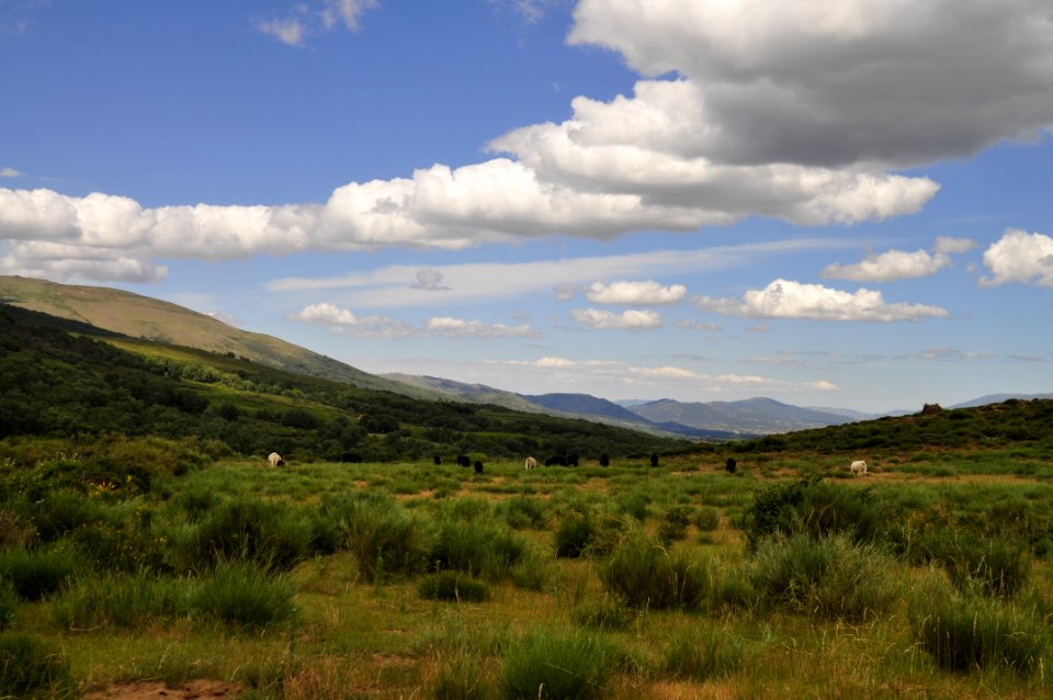 Grazing Under The Clouds