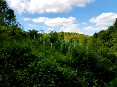 Cloud Sky Plant Natural Landscape