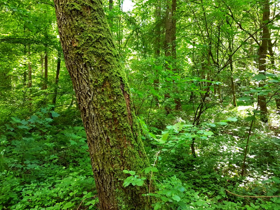 Plant Green Tree Natural Landscape
