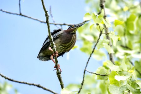 Oiseau (Hron Vert) 1120 photo