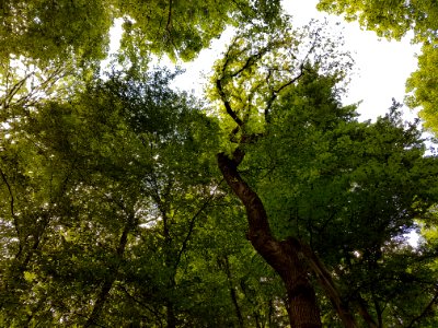 Sky Ecoregion Natural Landscape Tree