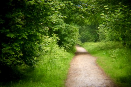 Into The Woods