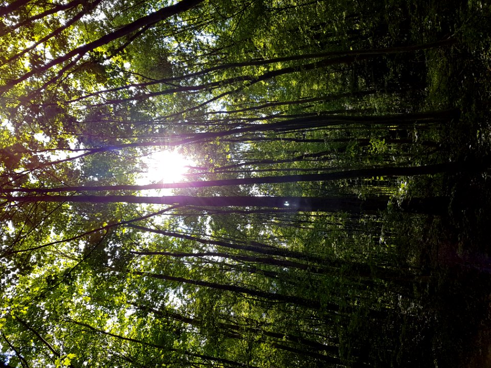 Plant Tree Natural Landscape Branch